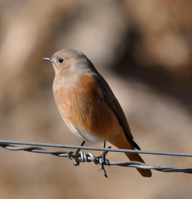 white winged redstart female on barbed wire